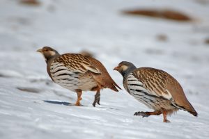 0002 Tibetan snowcock