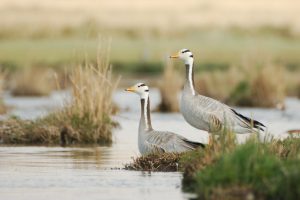 0074 Bar headed goose 0074 Bar headed goose