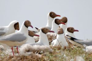 0423 brown headed gull (24)