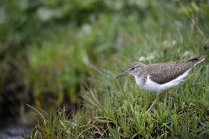 Common Sandpiper Common Sandpiper