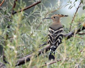 Hoopoe