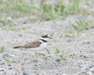 Little Ringed Plover Standing Little Ringed Plover Standing