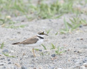 Little Ringed Plover Standing