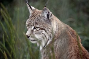 Lynx 2