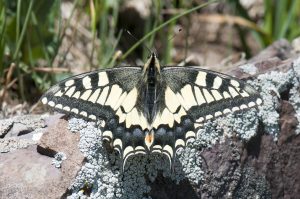 Papilio machaon_July 3_spread