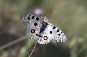 Parnassius apollo_July 25_spread Parnassius apollo_July 25_spread