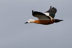 0079 Ruddy shelduck (2) 0079 Ruddy shelduck (2)